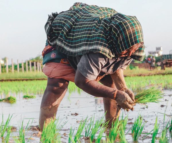 A person in the grass working hard to plant rice.