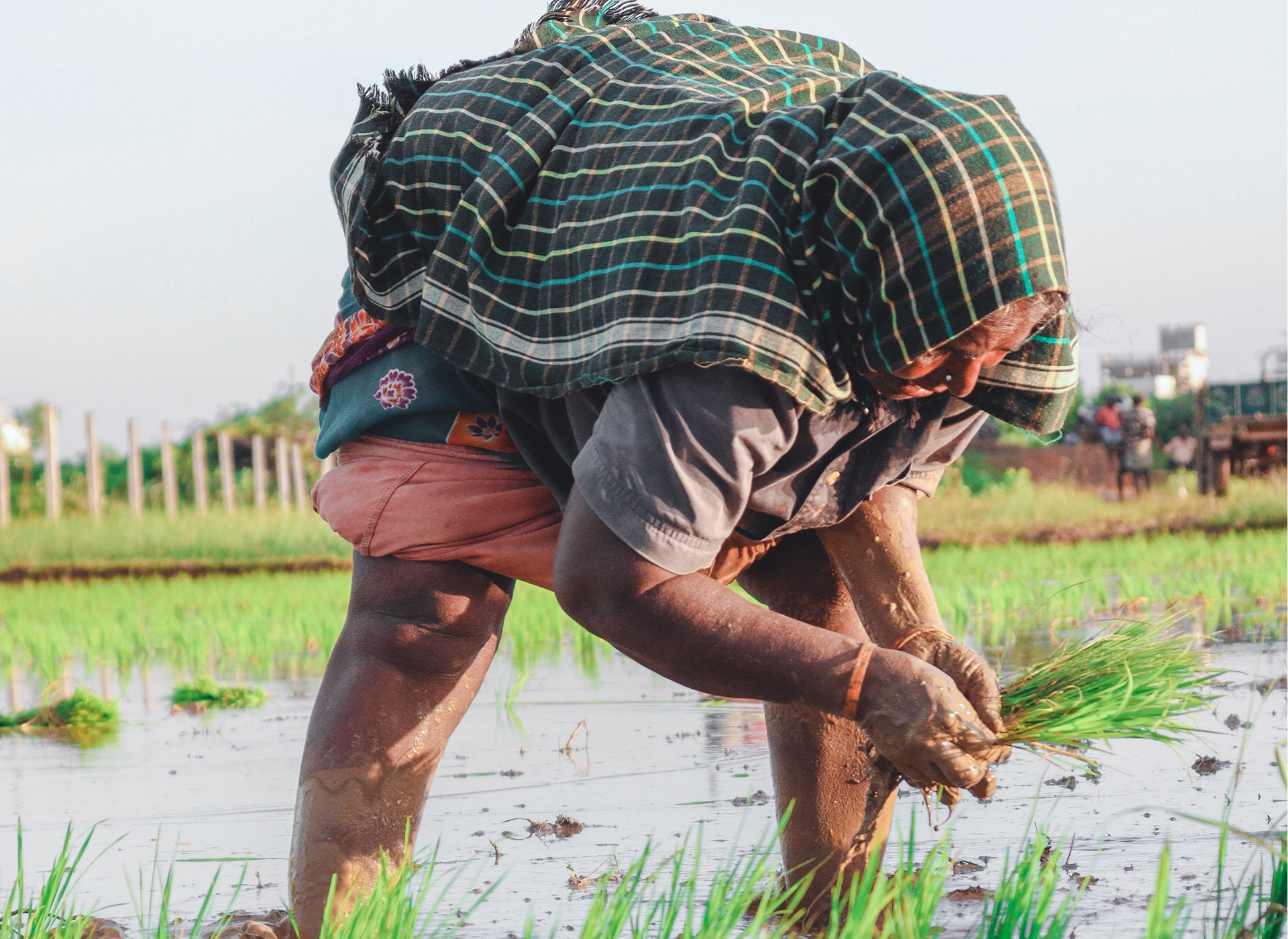 Person harvesting rice plants in field